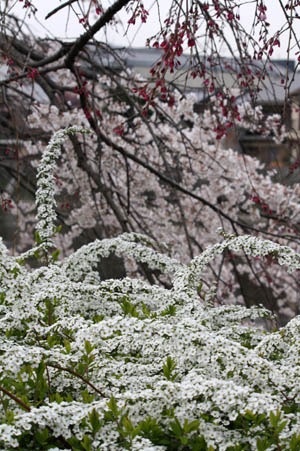 鴨川沿いの桜_b0199526_10454442.jpg