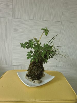 e0255026_11302816.gif