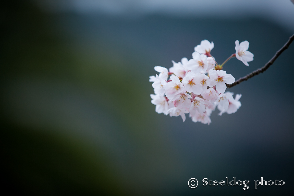 桜。_f0214531_2042125.jpg