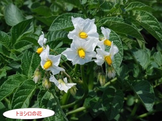 ジャガイモの植え付け_a0123836_142906.jpg