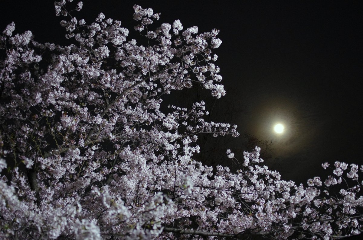 夜桜　舞鶴公園_c0223036_917593.jpg