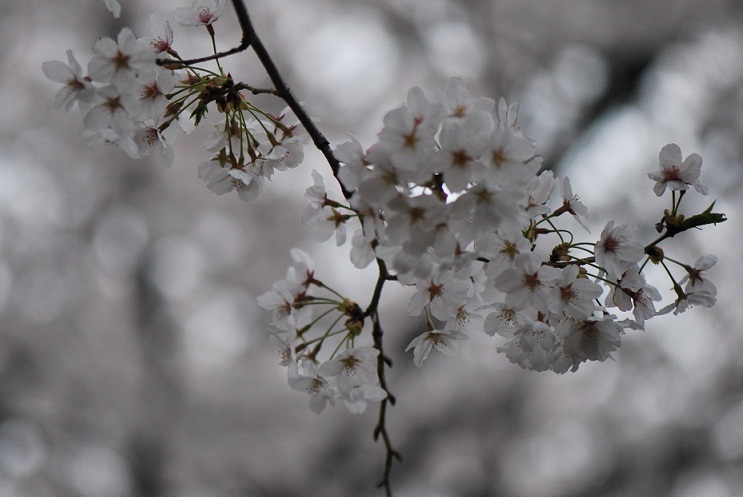 桜_b0155640_04970.jpg