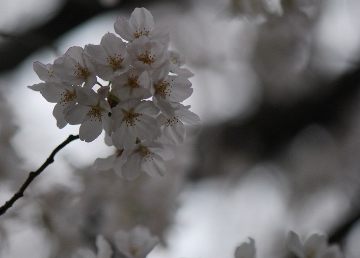 桜_b0155640_09834.jpg