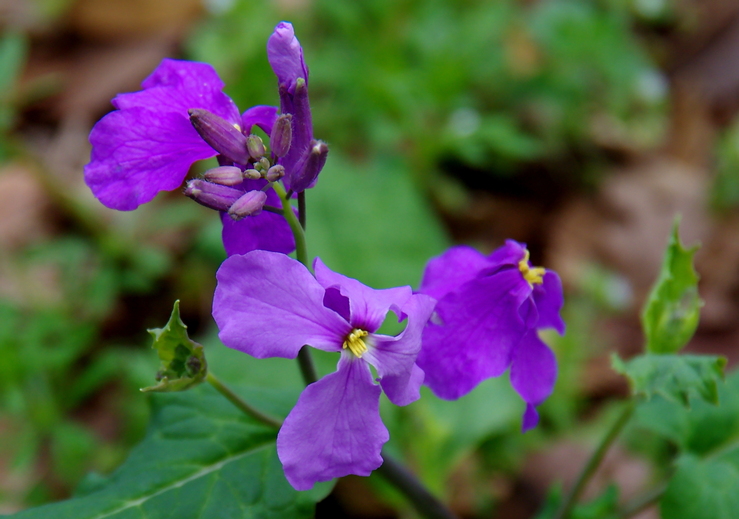 b0242140_9445779.jpg