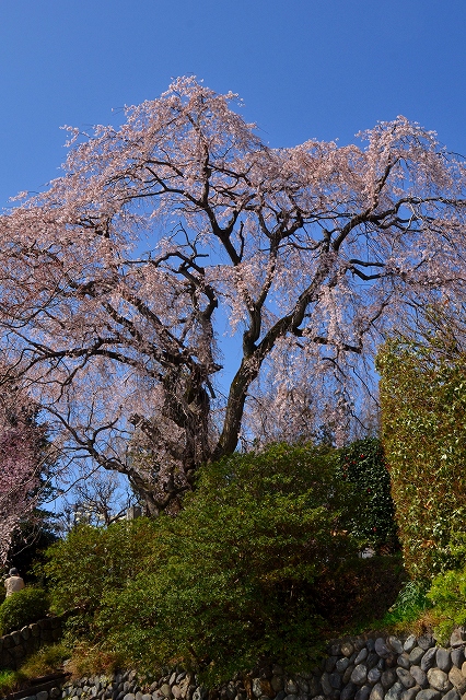 西林寺のしだれ桜_c0220040_2329826.jpg