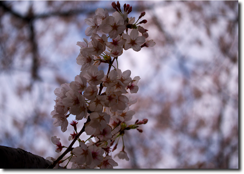 荒川河川敷は桜が芝桜が満開_c0121841_7385599.jpg