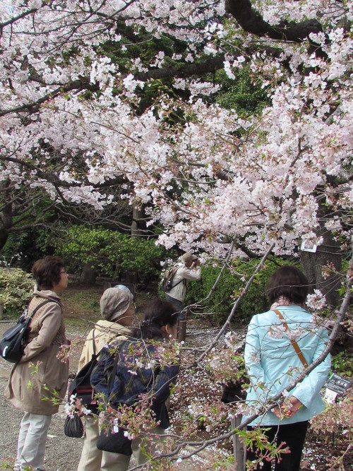 ３月２７日　　桜が咲いて、雨になり_f0117041_1720120.jpg