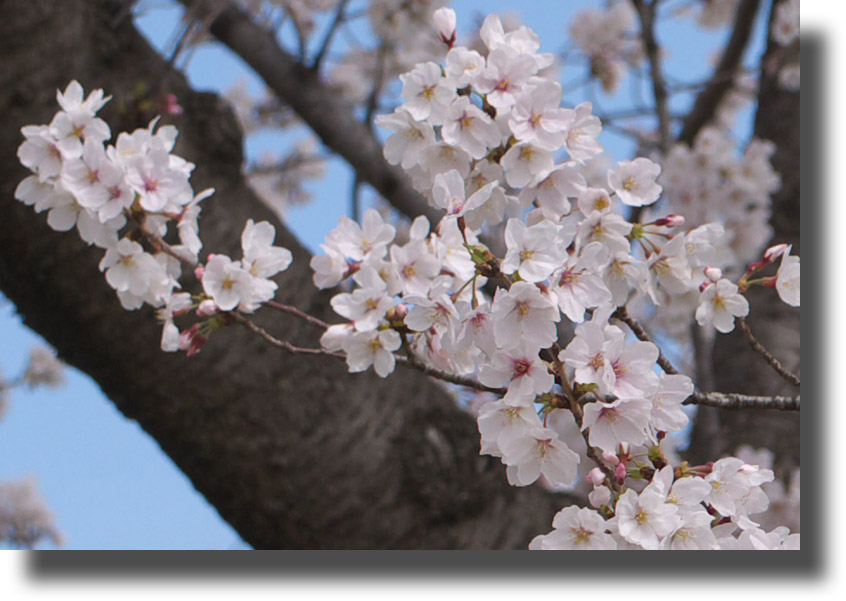 荒川の桜　3月26日（火） マクロレンズ使用_e0181842_20491596.jpg