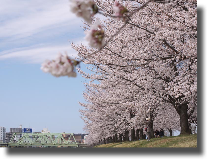 荒川の桜　3月26日（火） マクロレンズ使用_e0181842_2049488.jpg