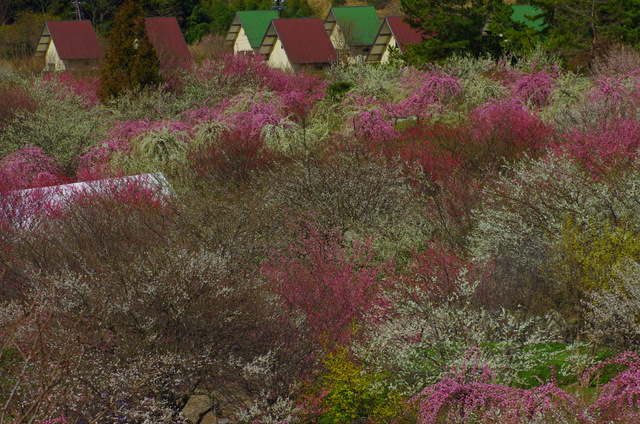 d0186245_1429629.jpg