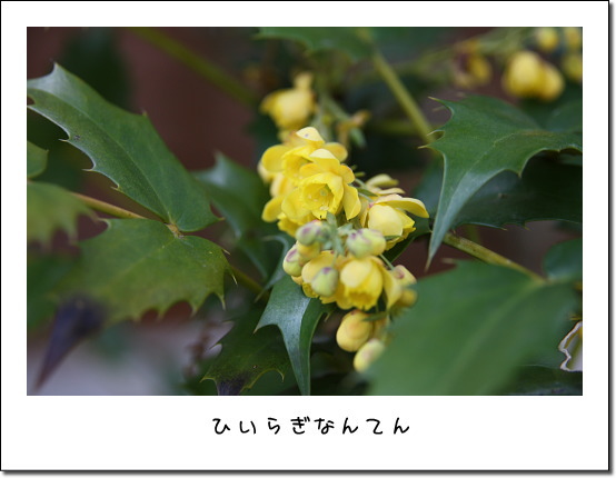 ボケの花_b0066947_14233866.jpg