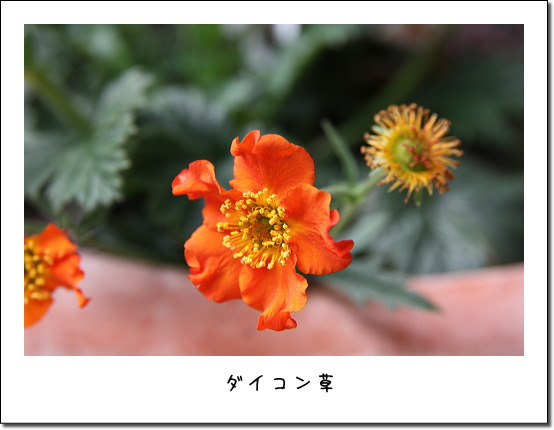 ボケの花_b0066947_14371028.jpg