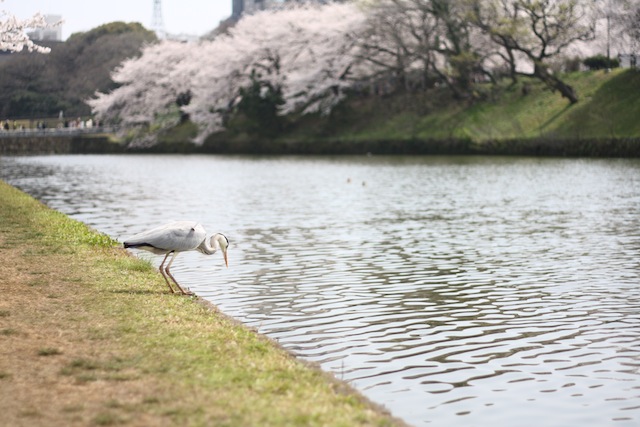 花も団子も_e0171249_1628813.jpg