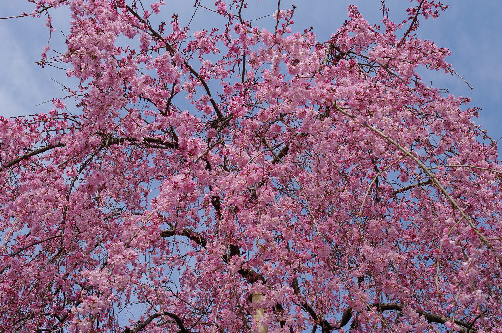 桜 ~法金剛院~立本寺~京都御苑~_f0152550_23122828.jpg