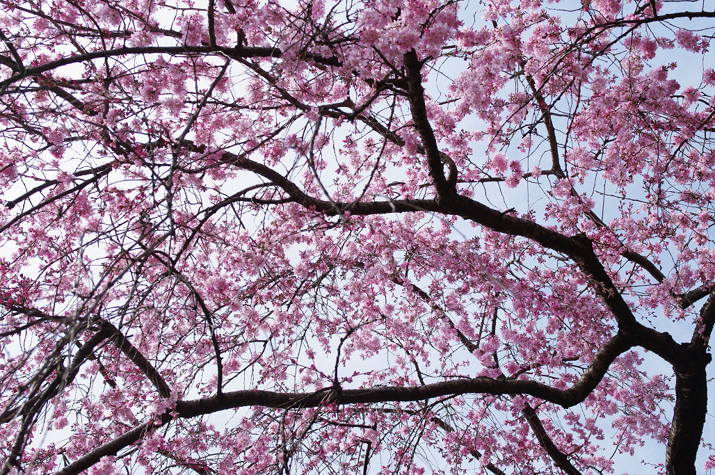 桜 ~法金剛院~立本寺~京都御苑~_f0152550_23124198.jpg