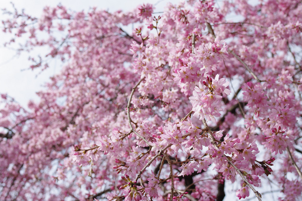 桜 ~法金剛院~立本寺~京都御苑~_f0152550_23125278.jpg