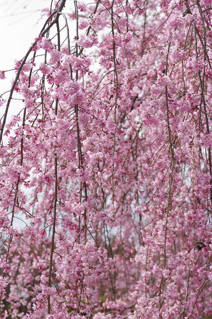 桜 ~法金剛院~立本寺~京都御苑~_f0152550_23131346.jpg