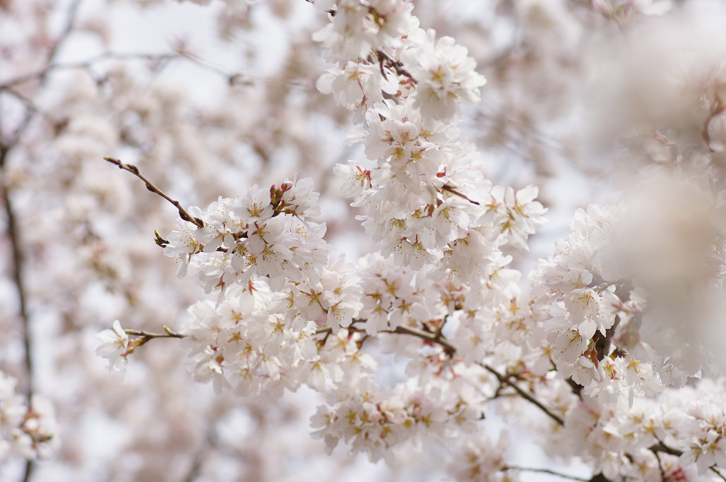 桜 ~法金剛院~立本寺~京都御苑~_f0152550_2313275.jpg