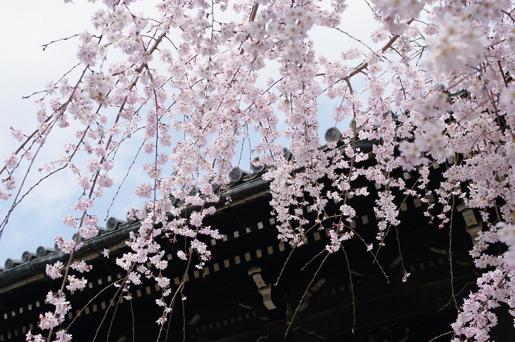 桜 ~法金剛院~立本寺~京都御苑~_f0152550_23133841.jpg