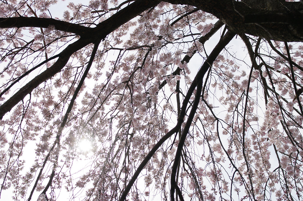桜 ~法金剛院~立本寺~京都御苑~_f0152550_23134812.jpg