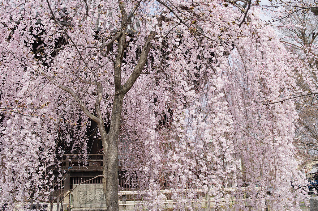 桜 ~法金剛院~立本寺~京都御苑~_f0152550_23135818.jpg