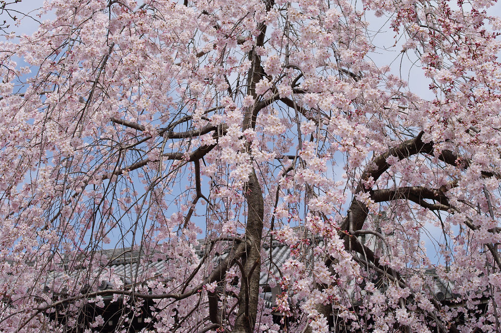 桜 ~法金剛院~立本寺~京都御苑~_f0152550_23141021.jpg