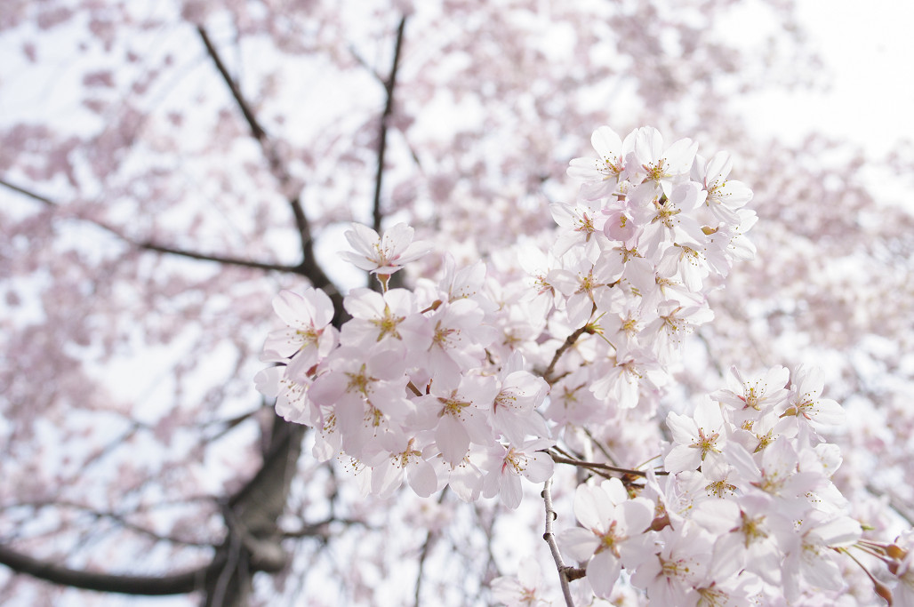 桜 ~法金剛院~立本寺~京都御苑~_f0152550_23141951.jpg