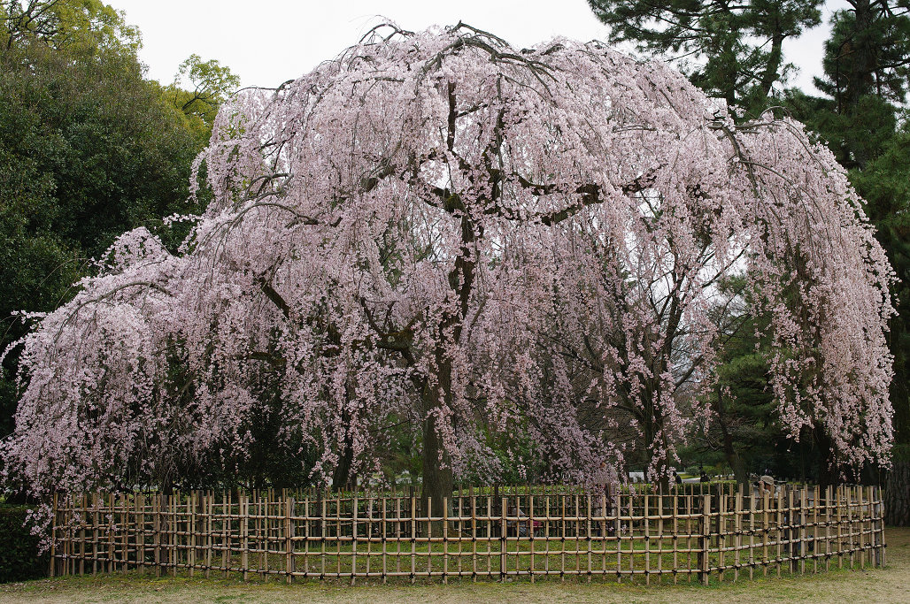 桜 ~法金剛院~立本寺~京都御苑~_f0152550_23144179.jpg