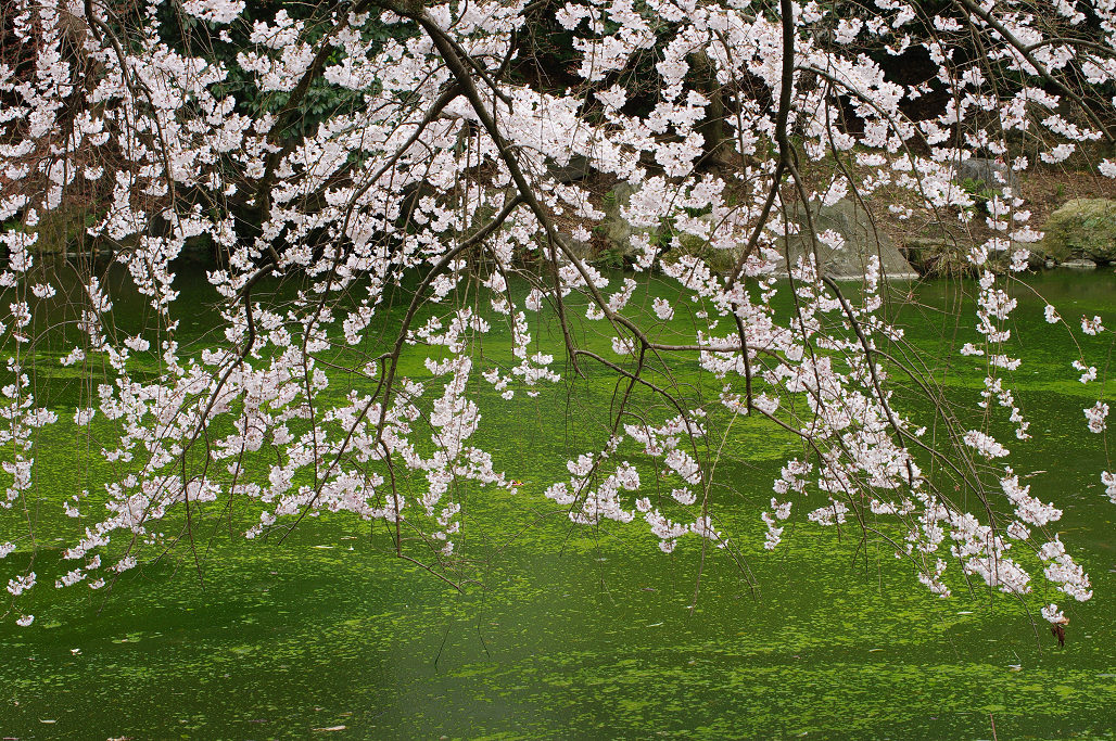 桜 ~法金剛院~立本寺~京都御苑~_f0152550_23145191.jpg