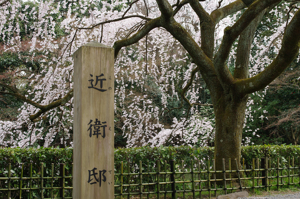 桜 ~法金剛院~立本寺~京都御苑~_f0152550_2315065.jpg