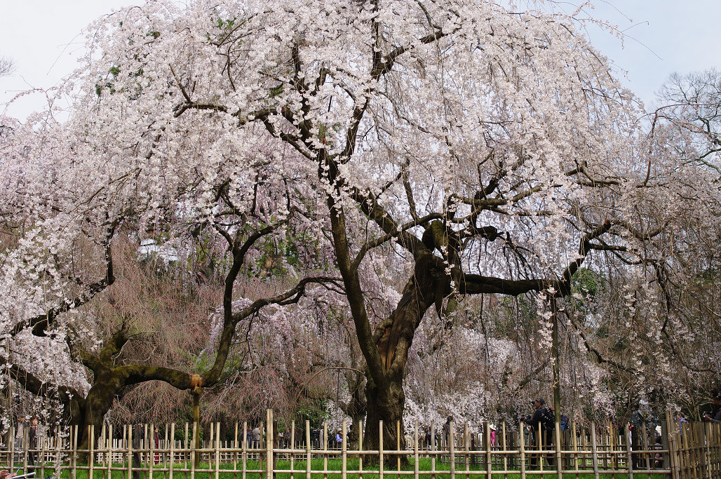 桜 ~法金剛院~立本寺~京都御苑~_f0152550_23151220.jpg
