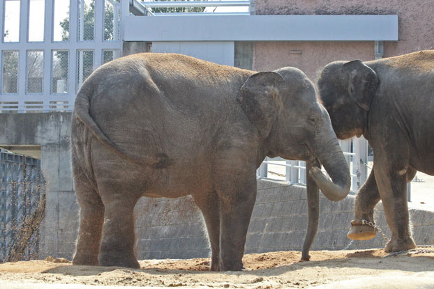 アマラ＆ヴィドゥラ　デビュー！！　その2_e0294253_20222472.jpg