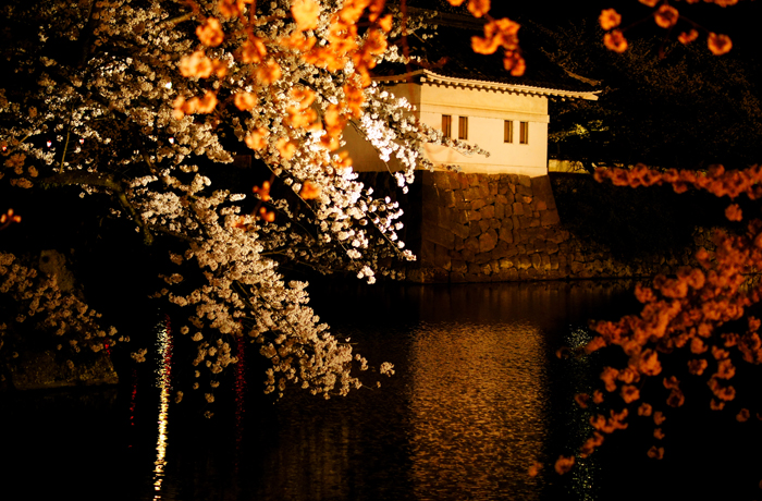 小田原城址公園　夜桜ライトアップ_c0266456_2014141.jpg