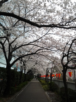 目黒川の桜_a0061057_0125630.jpg