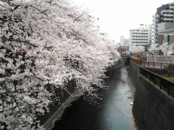 目黒川の桜_a0061057_23595991.jpg