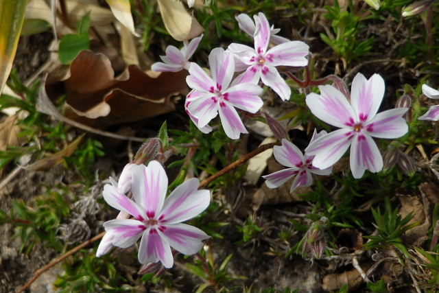 椿、芝桜、ハナニラ、セイヨウジュニヒトエ、チェリーセージ、ツルニチニチソウ、オニノゲシ_a0030958_23172513.jpg