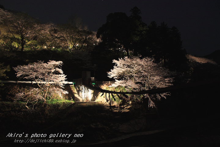 それでも桜は咲いていた_b0273959_16461736.jpg