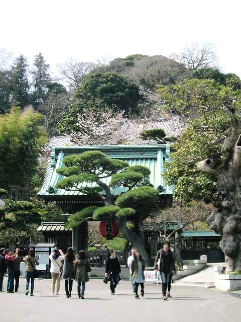 【鎌倉長谷寺のソメイヨシノと春の花々】_c0042960_15102671.jpg