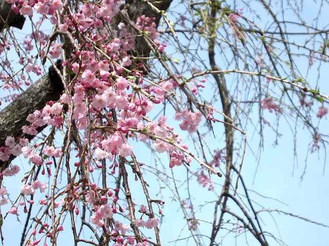 【鎌倉長谷寺のソメイヨシノと春の花々】_c0042960_15103620.jpg