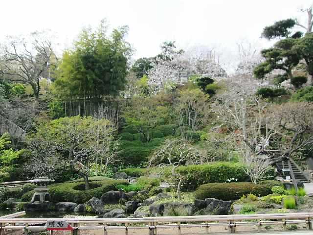 【鎌倉長谷寺のソメイヨシノと春の花々】_c0042960_1513986.jpg