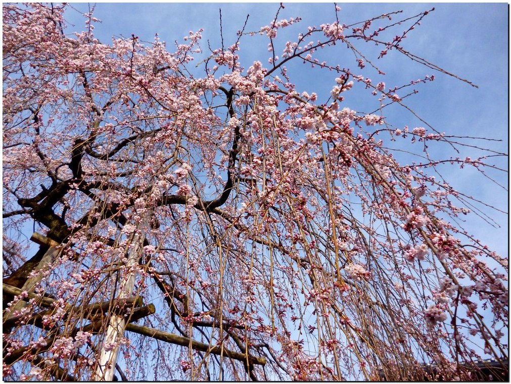 鞍月用水～中村記念美術館～石浦神社～金沢城公園～_a0240761_2185599.jpg