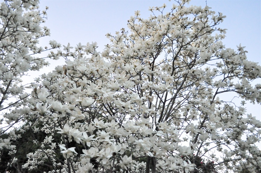 白・木蓮 青に染む -2013.3.19 長居公園。_e0125762_23323981.jpg