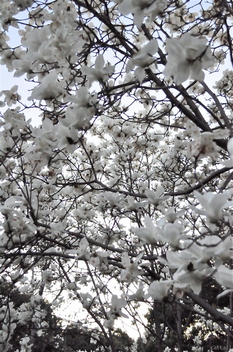 白・木蓮 青に染む -2013.3.19 長居公園。_e0125762_2340487.jpg