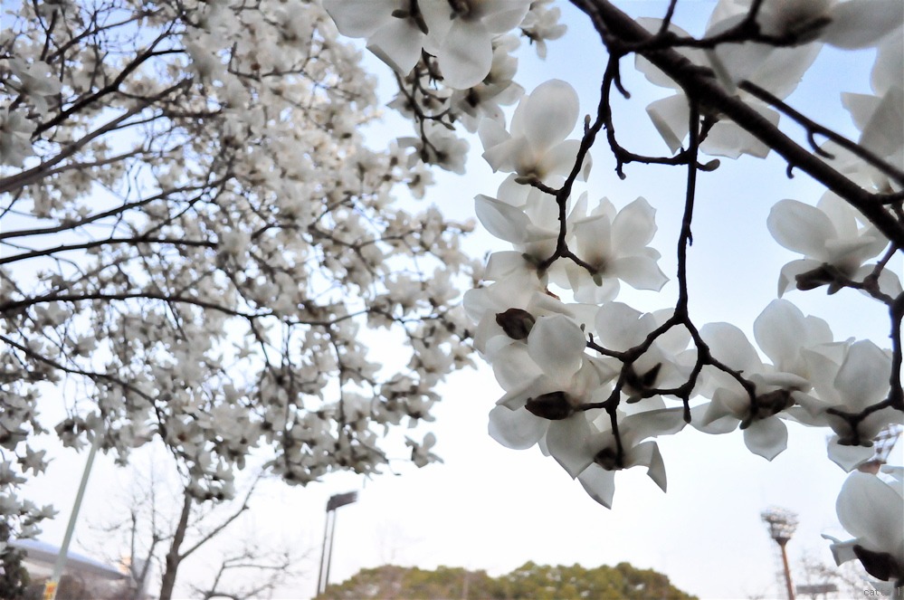 白・木蓮 青に染む -2013.3.19 長居公園。_e0125762_23484084.jpg