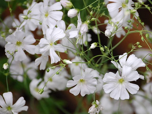霞草 カスミソウ 新 四季の花 霞草 カスミソウ 新 四季の花