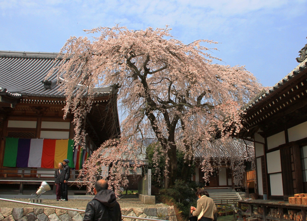 無量寺のしだれ桜（3/27）_a0252867_20332917.jpg