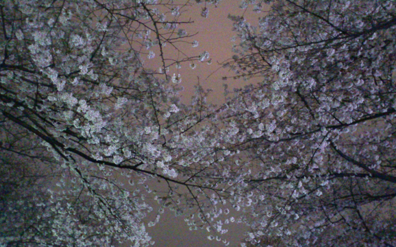 桜コレ・その１_b0184969_225299.jpg