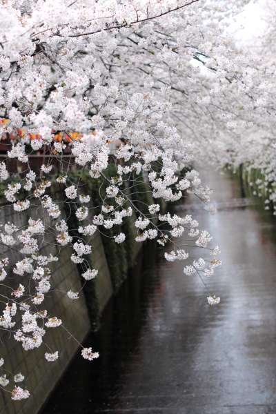 2013目黒川の桜_b0188569_18514619.jpg