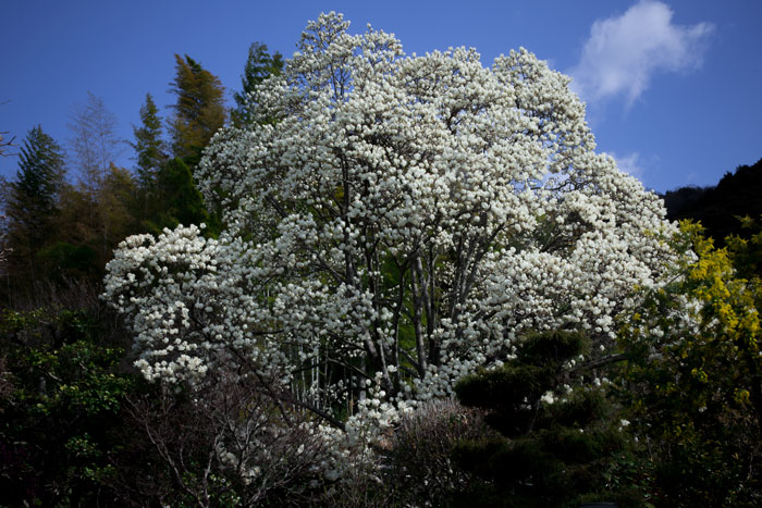 わが町の　花_c0153969_2054367.jpg