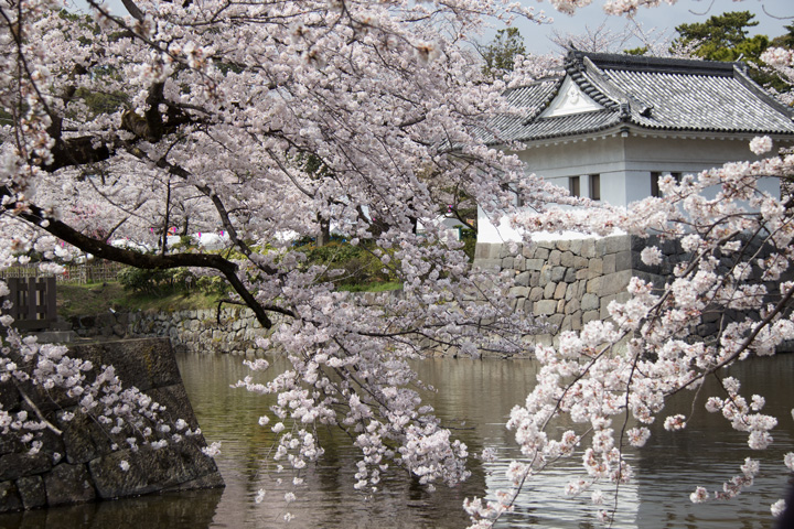 小田原城址公園　満開の桜！_b0041473_951170.jpg